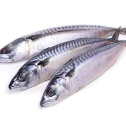 Mackerel (20kg)