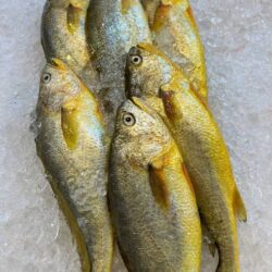 Croaker Fish 6Kg (Full Carton)