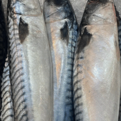 Fresh Mackerel Fish 500 – 800 (5kg) (Titus Fish)