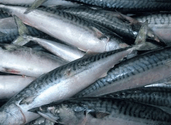 Horse Mackerel 5kg (Kote)